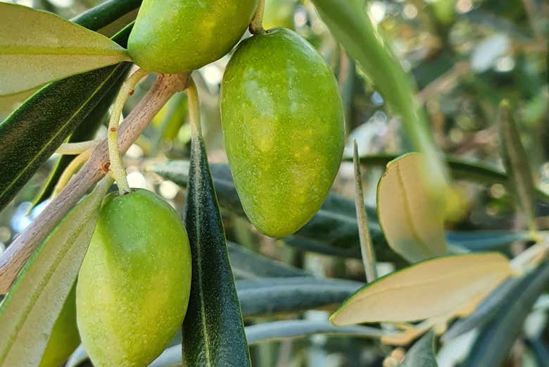 A fazenda elabora azeite de oliva extra virgem