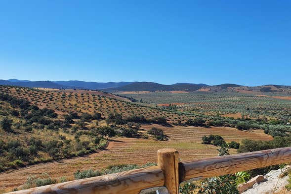 Visita à fazenda La Pontezuela com degustação de azeites