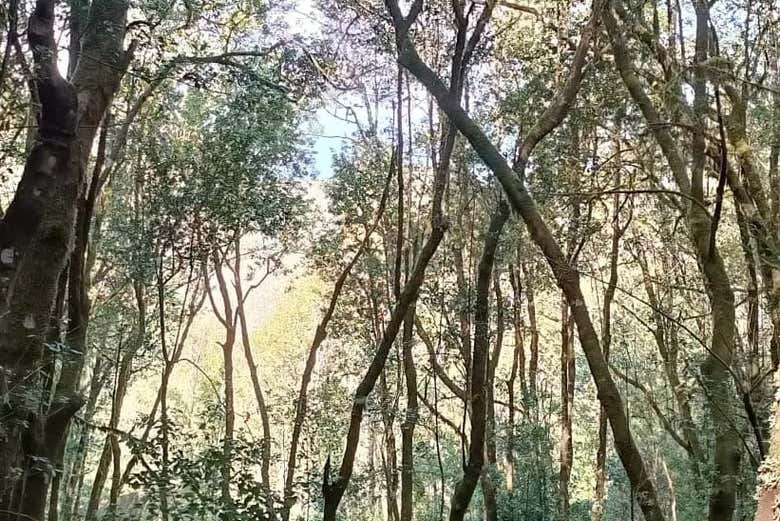 Bosque del Monte del Agua 