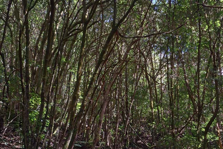 Paisajes del Monte del Agua 