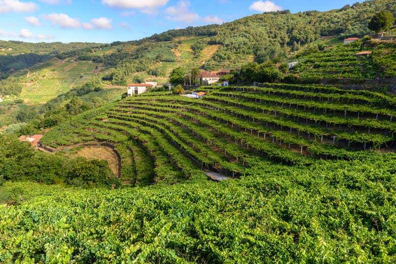 Vinhedos na Ribeira Sacra