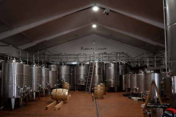 Bus del Vino de Madrid