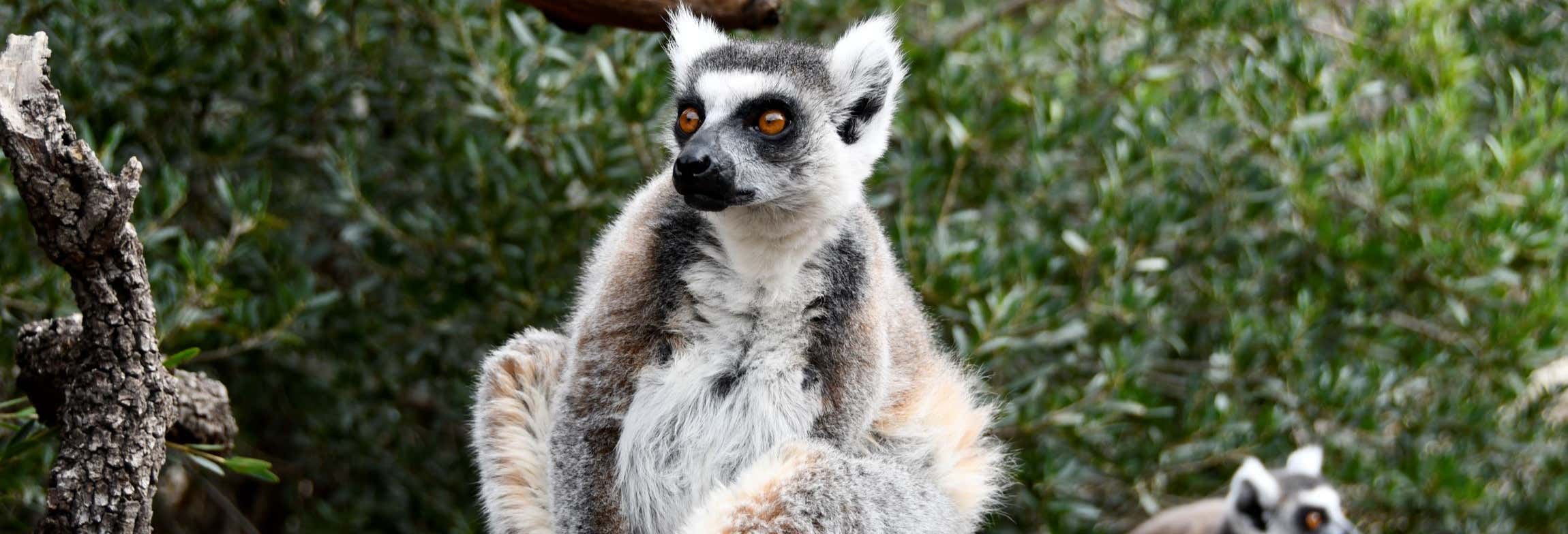 Zoológicos y acuarios en Madrid