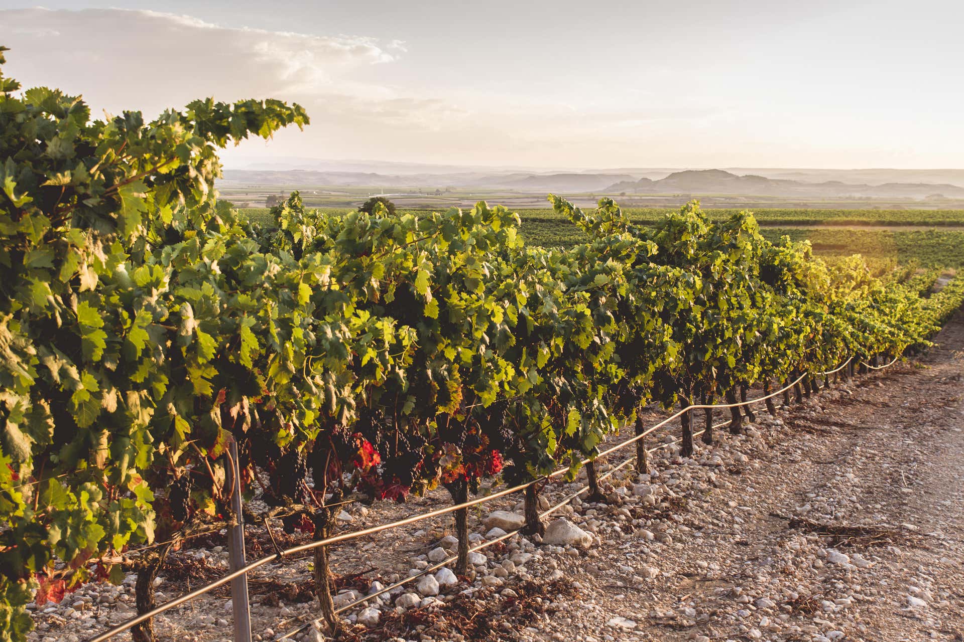 Escursione alle cantine Portia e Marqués de Cáceres