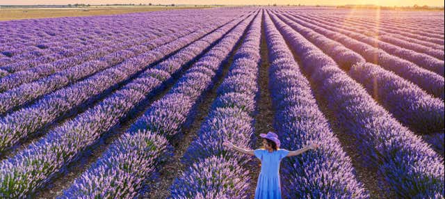 The Lavender Fields of Brihuega Day Trip