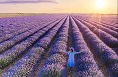 Excursión a los campos de lavanda de Brihuega