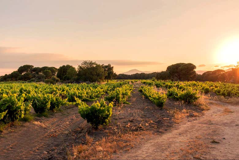 Viñedos de Las Moradas de San Martín