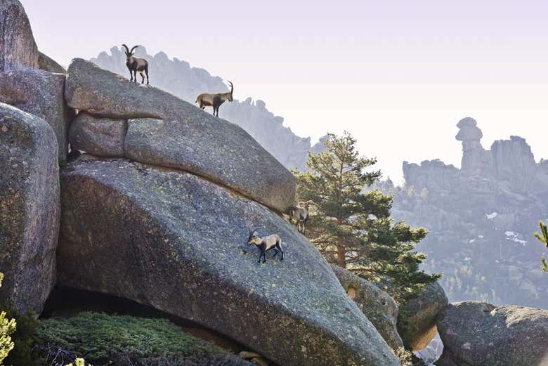 Cabras en La Pedriza