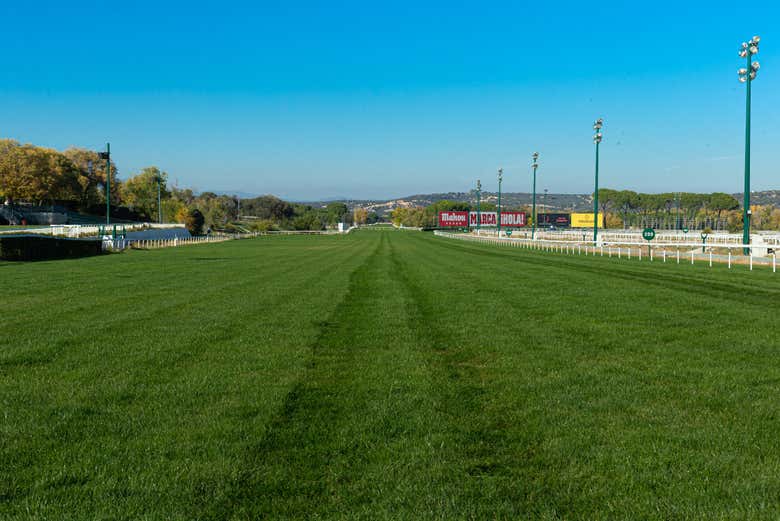 Césped en el hipódromo de la Zarzuela