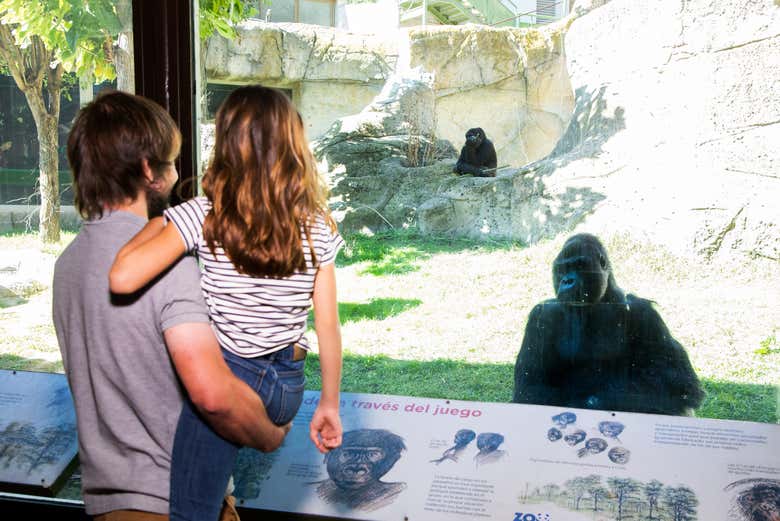 Contemplando a un gorila del zoo