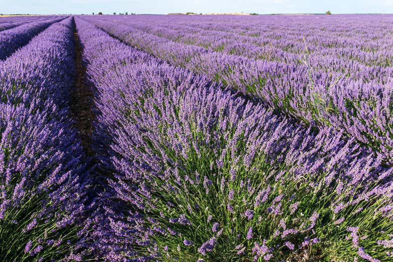 Detalle de los campos de lavanda