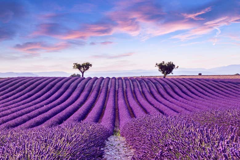 Campos de lavanda