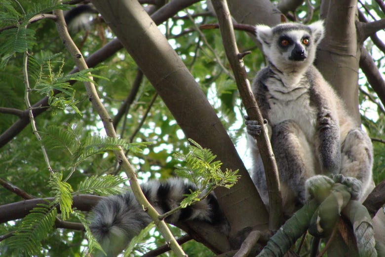 Lemur observando os visitantes
