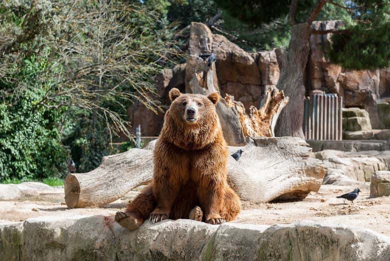 Oso Panda gigante en el Zoo Aquarium 