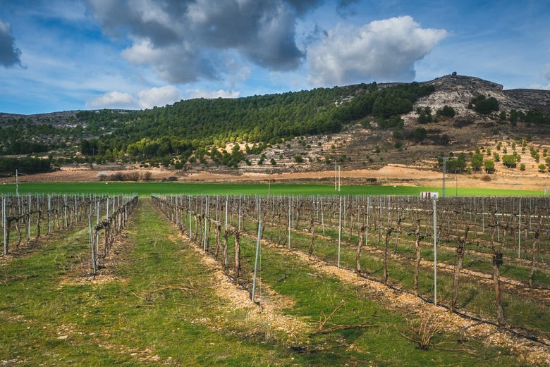 Recorriendo los viñedos de Ribera del Duero
