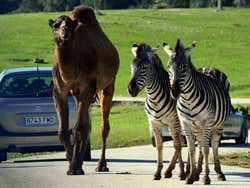 Safari Madrid, dromadaires et zèbres