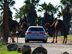Safari Madrid, dromadaire