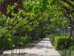 Jardin botanique royal de Madrid