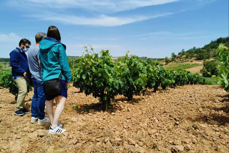 Visitando le cantine di Ribera del Duero