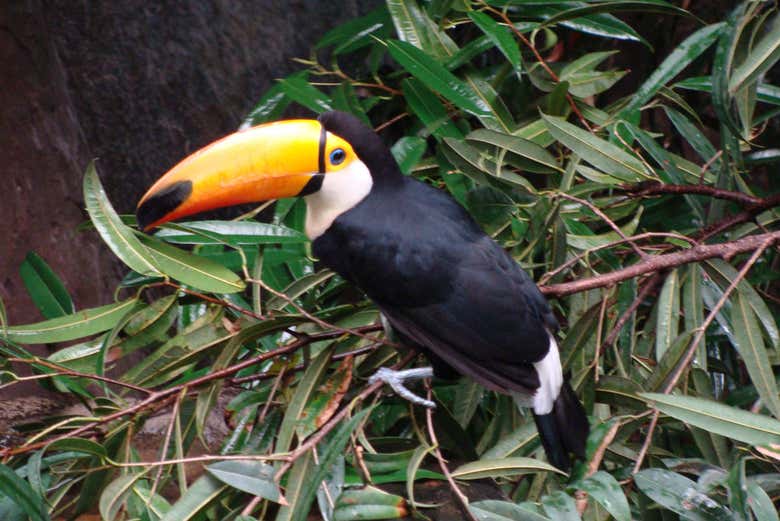 Tucan in the jungle