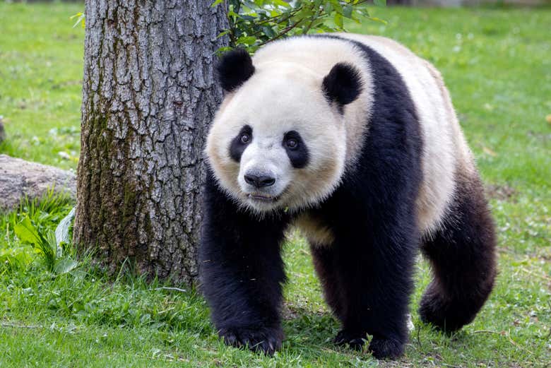 Un simpático panda