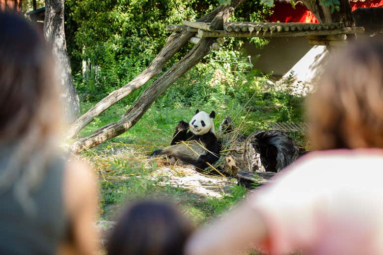 Un panda comiendo