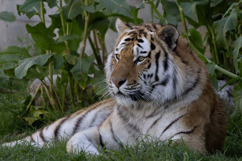 Un tigre a la sombra