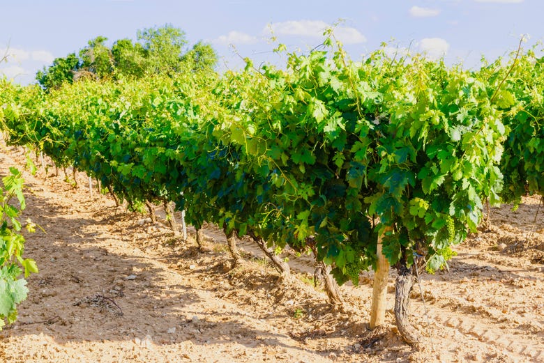 Vineyards of Ribera del Duero