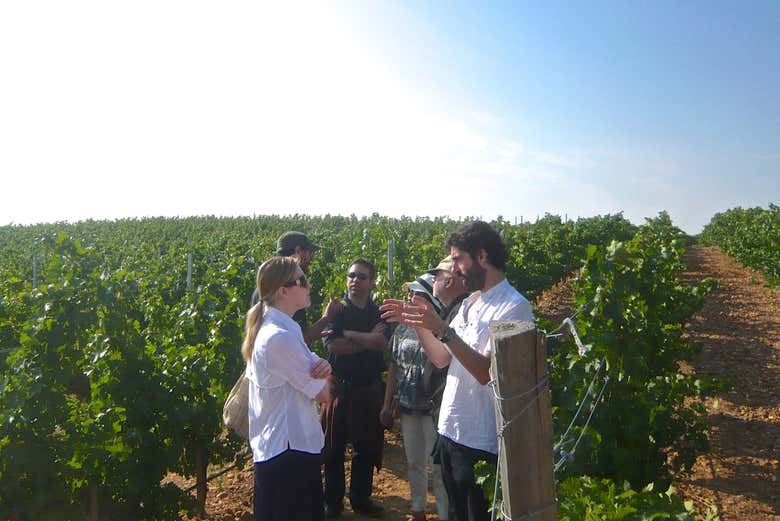 Visitando i vigneti