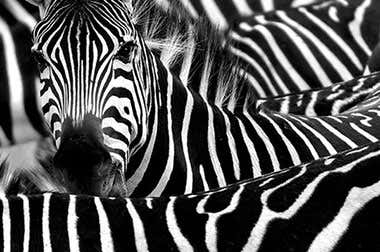 Safari Madrid