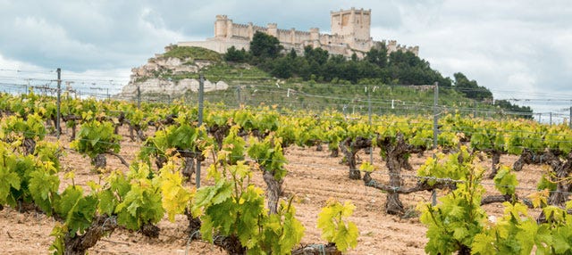 Tour do vinho pela Ribera del Duero