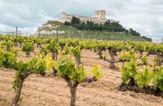 Tour do vinho pela Ribera del Duero