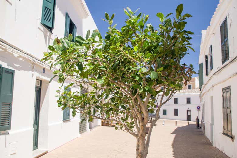 Promenade dans les rues de Fornells