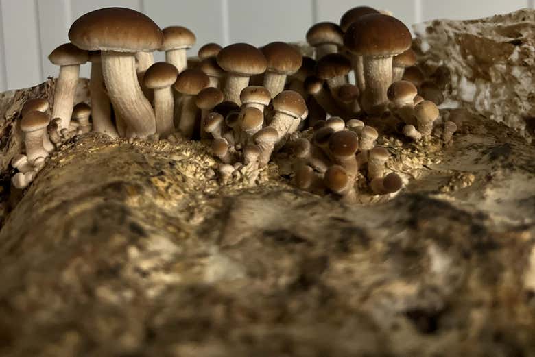 Les champignons n'auront plus de secrets pour vous