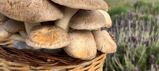 Visita a uma fazenda de cogumelos menorquinos