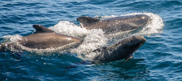 Day Trip to Gibraltar + Dolphin Watching