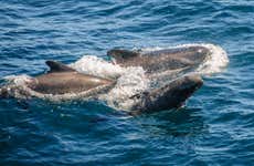 Excursão a Gibraltar + Avistamiento de golfinhos