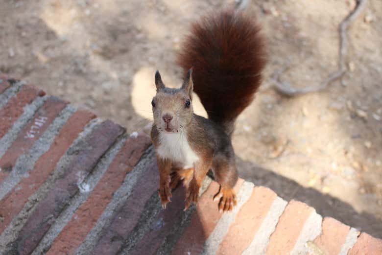 Una ardilla en la fortaleza