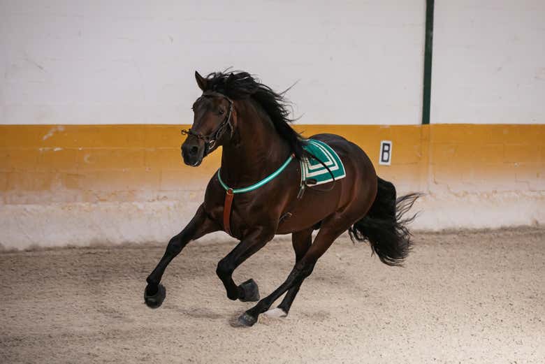 Un cheval au galop à El Ranchito