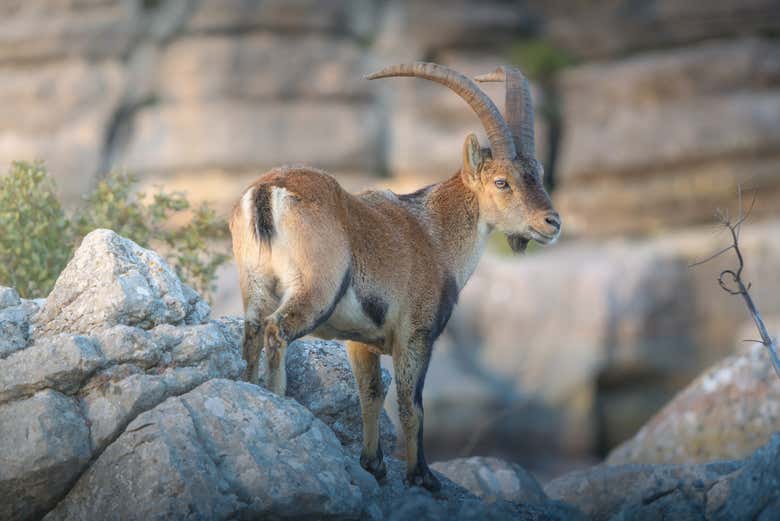 Chèvre à El Torcal