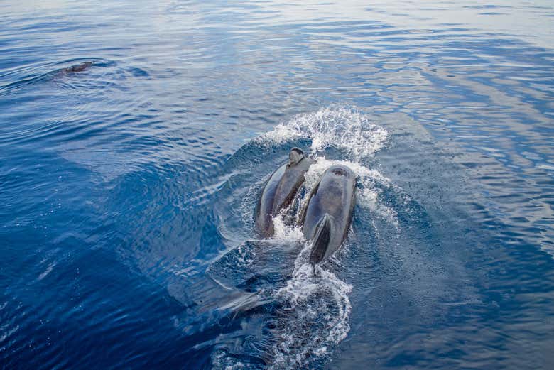 Spot dolphins in Gibraltar!