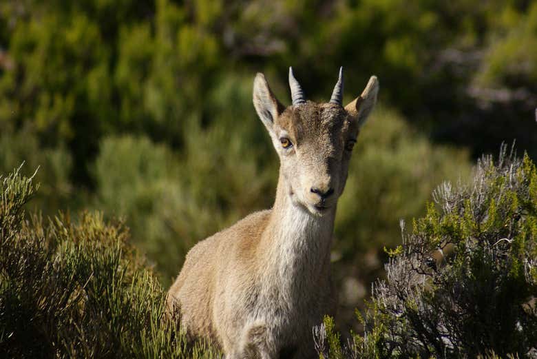 Fauna in El Saltillo gorge