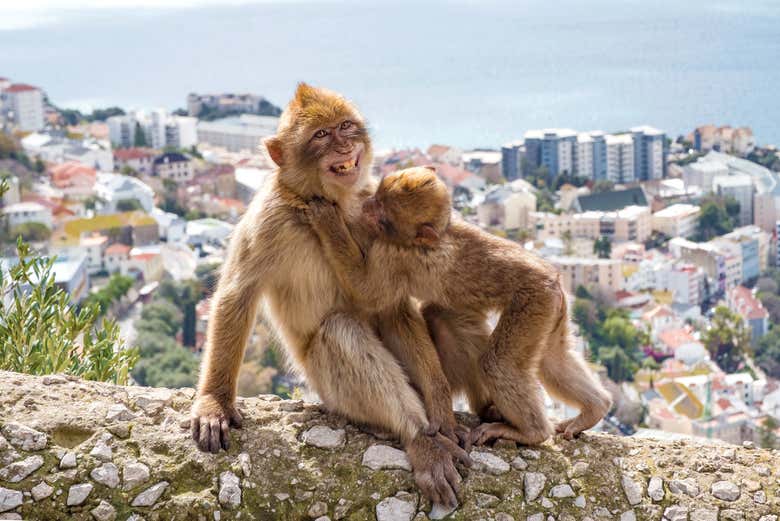 Meet the local monkey colony