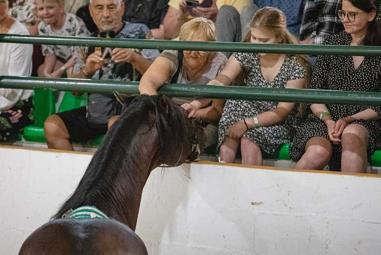 Touchez un des chevaux