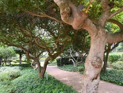 Paseo por los Jardines de Marivent