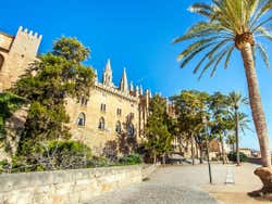 Vegetación junto a la Catedral de Mallorca