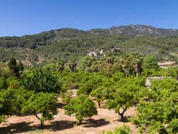 Campo de naranjos en Fornalutx