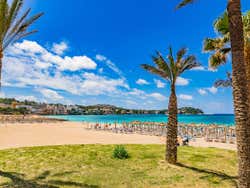 Palmeras de la playa Santa Ponsa