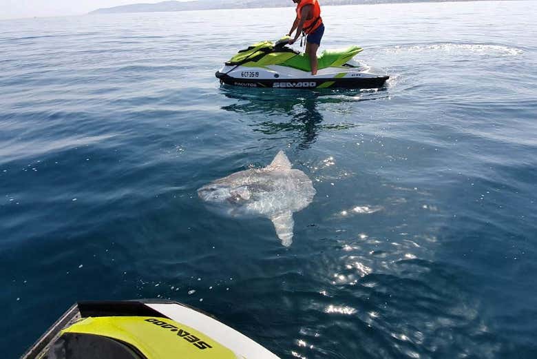 Observando peixes-lua de cima dos jet skis