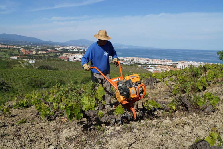 Um trabalhador dos vinhedos de Manilva